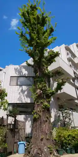 高輪神社の自然