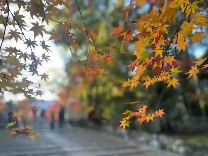 光明寺(粟生光明寺)(京都府)