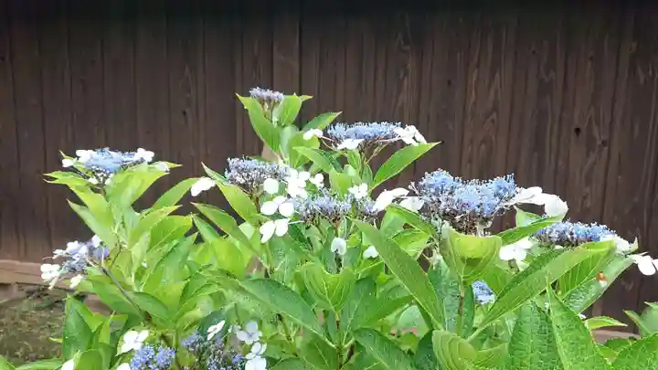 妙法華寺の自然