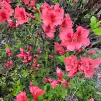 豊景神社の自然