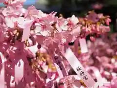 桜神宮の自然