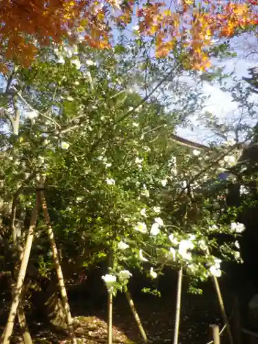 安國論寺（安国論寺）の自然