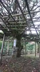 宝厳寺の自然