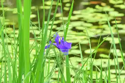 郡殿の池弁財天社(新潟県)