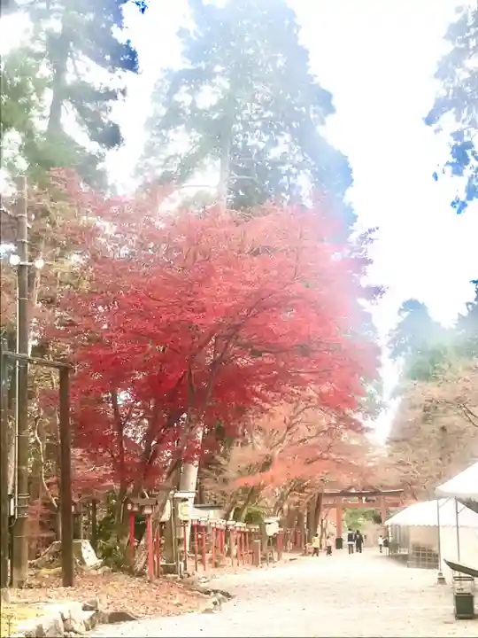 日吉大社の自然