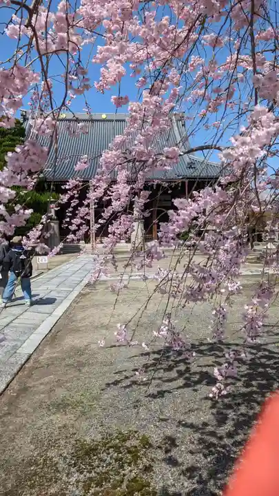 妙顯寺(妙顕寺)(京都府)