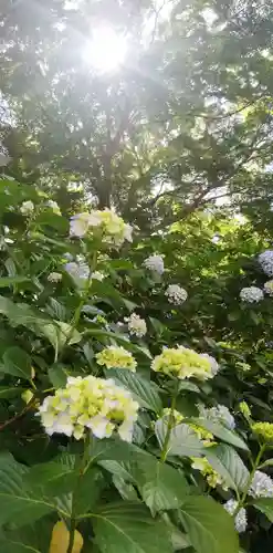 高幡不動尊　金剛寺の自然