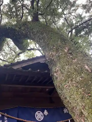青井阿蘇神社(熊本県)