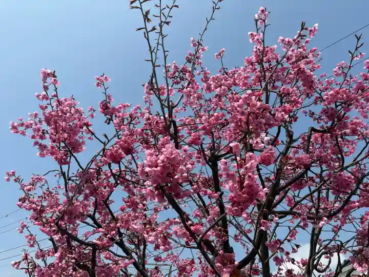 住吉神社の{uncategorized: "未分類", other: "その他", undefined: "問題あり", building: "その他建物", grave: "お墓", sacred_gate: "鳥居", guardian: "狛犬", statue: "像", buddha: "仏像", history: "歴史", nature: "自然", garden: "庭園", animal: "動物", pagoda: "塔", temizu: "手水舎", mountain_gate: "山門・神門", sanctuary: "本殿・本堂", subordinate: "末社・摂社", art: "芸術", scenery: "景色", jizo: "地蔵", ema: "絵馬", goshuin: "御朱印", omikuji: "おみくじ", items: "授与品その他", amulet: "お守り", goshuincho: "御朱印帳", eats: "食事", festival: "お祭り", votive_dance: "神楽", shichigosan: "七五三参", wedding: "結婚式", experience: "体験その他", initially: "初詣", around: "周辺", anti_infection: "感染症対策"}