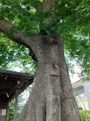 須賀神社の{uncategorized: "未分類", other: "その他", undefined: "問題あり", building: "その他建物", grave: "お墓", sacred_gate: "鳥居", guardian: "狛犬", statue: "像", buddha: "仏像", history: "歴史", nature: "自然", garden: "庭園", animal: "動物", pagoda: "塔", temizu: "手水舎", mountain_gate: "山門・神門", sanctuary: "本殿・本堂", subordinate: "末社・摂社", art: "芸術", scenery: "景色", jizo: "地蔵", ema: "絵馬", goshuin: "御朱印", omikuji: "おみくじ", items: "授与品その他", amulet: "お守り", goshuincho: "御朱印帳", eats: "食事", festival: "お祭り", votive_dance: "神楽", shichigosan: "七五三参", wedding: "結婚式", experience: "体験その他", initially: "初詣", around: "周辺", anti_infection: "感染症対策"}
