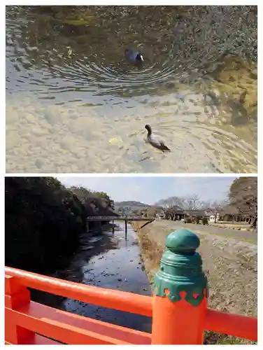 宇佐神宮の動物