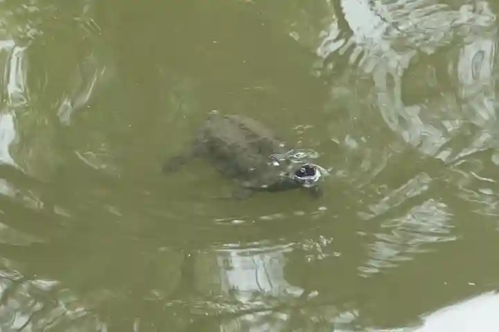 住吉大社の動物