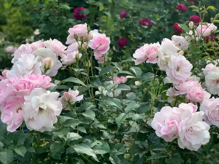 曽我浅間神社の自然