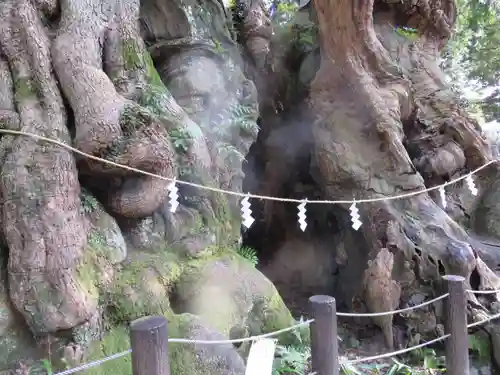 來宮神社の自然