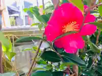 總社 和田八幡宮の自然