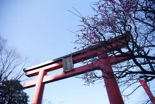 亀戸天神社の鳥居