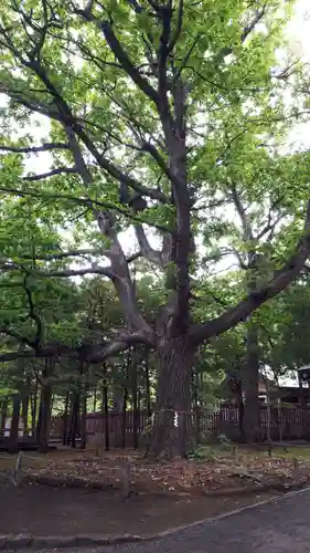 開拓神社の自然