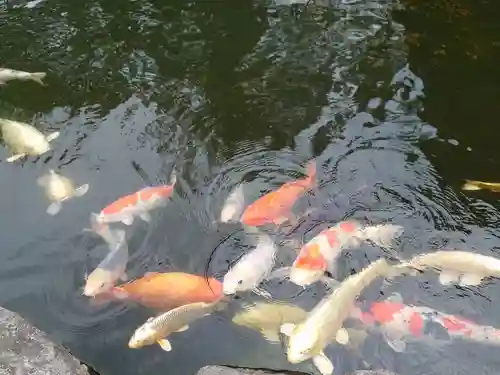 身曾岐神社の動物