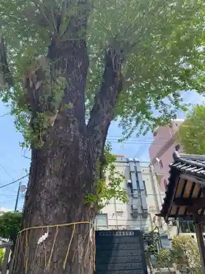 柏神社(千葉県)