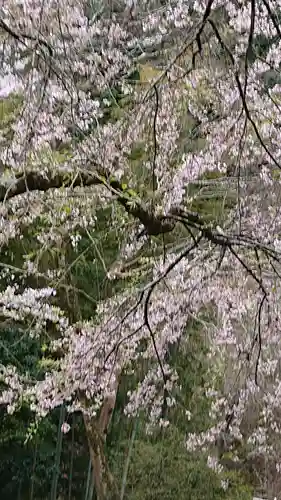 青渭神社里宮の自然