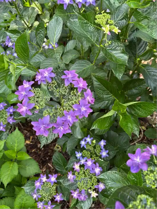 市杵島神社(高萩八幡宮境内社)(茨城県)