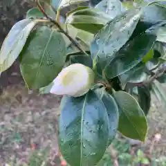 豊景神社の自然