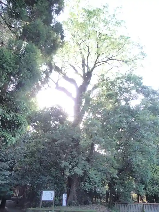 狭野神社の自然