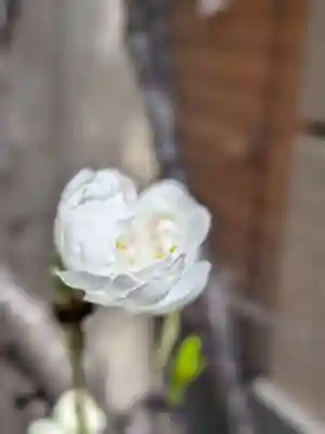 小野照崎神社(東京都)