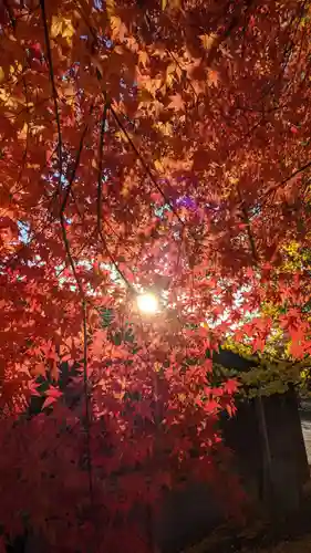 星大明社の自然