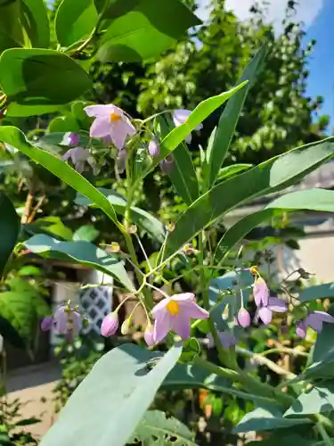 沙沙貴神社(滋賀県)