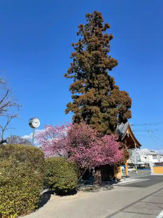 同聚院の{uncategorized: "未分類", other: "その他", undefined: "問題あり", building: "その他建物", grave: "お墓", sacred_gate: "鳥居", guardian: "狛犬", statue: "像", buddha: "仏像", history: "歴史", nature: "自然", garden: "庭園", animal: "動物", pagoda: "塔", temizu: "手水舎", mountain_gate: "山門・神門", sanctuary: "本殿・本堂", subordinate: "末社・摂社", art: "芸術", scenery: "景色", jizo: "地蔵", ema: "絵馬", goshuin: "御朱印", omikuji: "おみくじ", items: "授与品その他", amulet: "お守り", goshuincho: "御朱印帳", eats: "食事", festival: "お祭り", votive_dance: "神楽", shichigosan: "七五三参", wedding: "結婚式", experience: "体験その他", initially: "初詣", around: "周辺", anti_infection: "感染症対策"}
