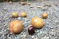 早馬神社の自然