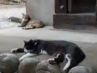 八幡社(柏井町)の動物