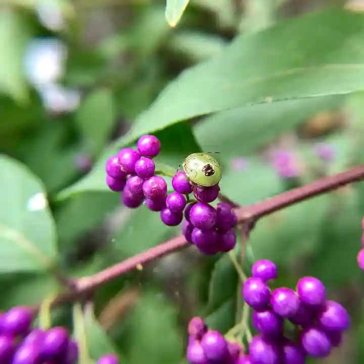 田無神社の自然