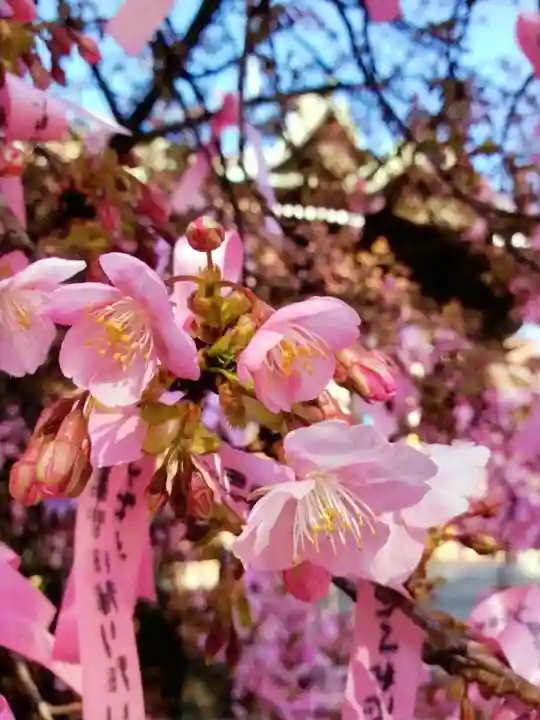 桜神宮(東京都)