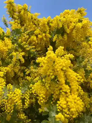 達磨寺(群馬県)