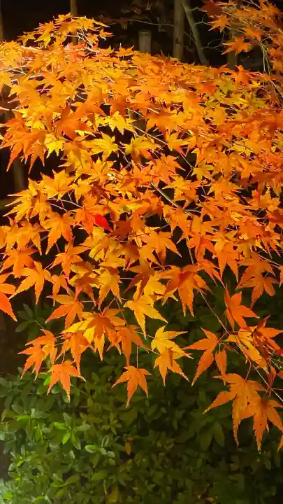 知恩院(京都府)