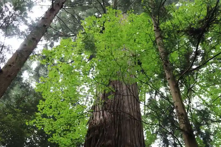 菅船神社の自然
