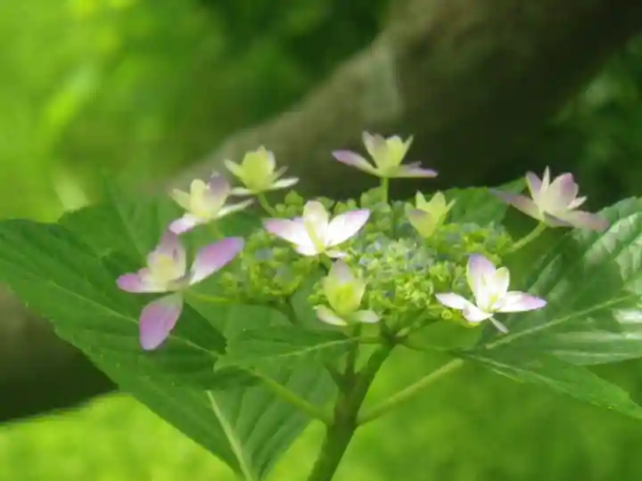 浄光明寺の自然