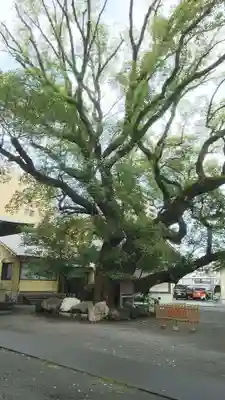 伊河麻神社の自然