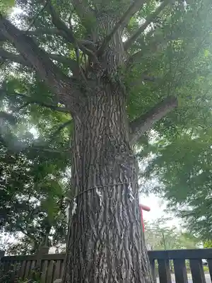金刀比羅神社(千葉県)