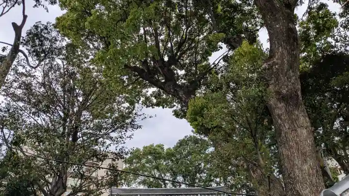 宮地嶽神社の自然