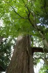 大川神社の自然