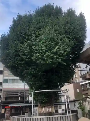 櫛田神社の自然