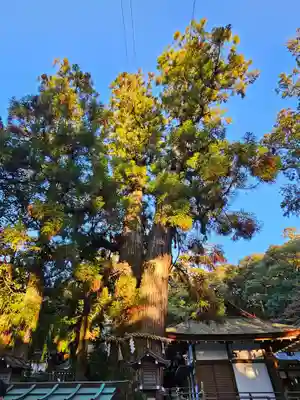 大神神社(奈良県)