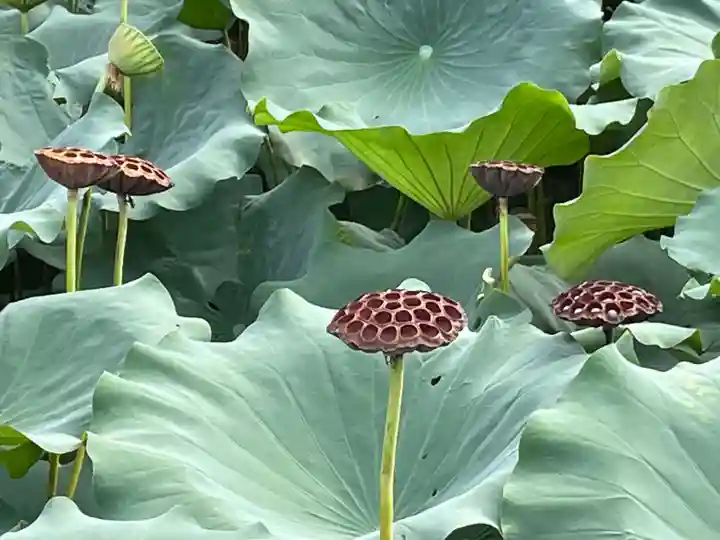 東寺(教王護国寺)(京都府)