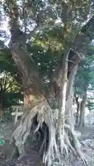 塙神社の自然