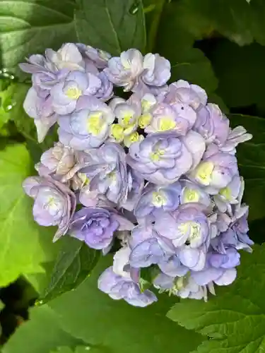 明月院(神奈川県)