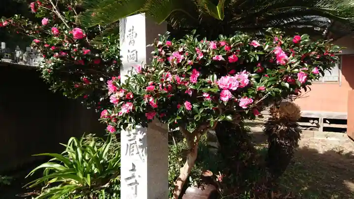 海蔵寺(子浦)の自然