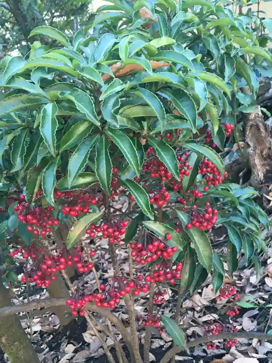 井草八幡宮の自然